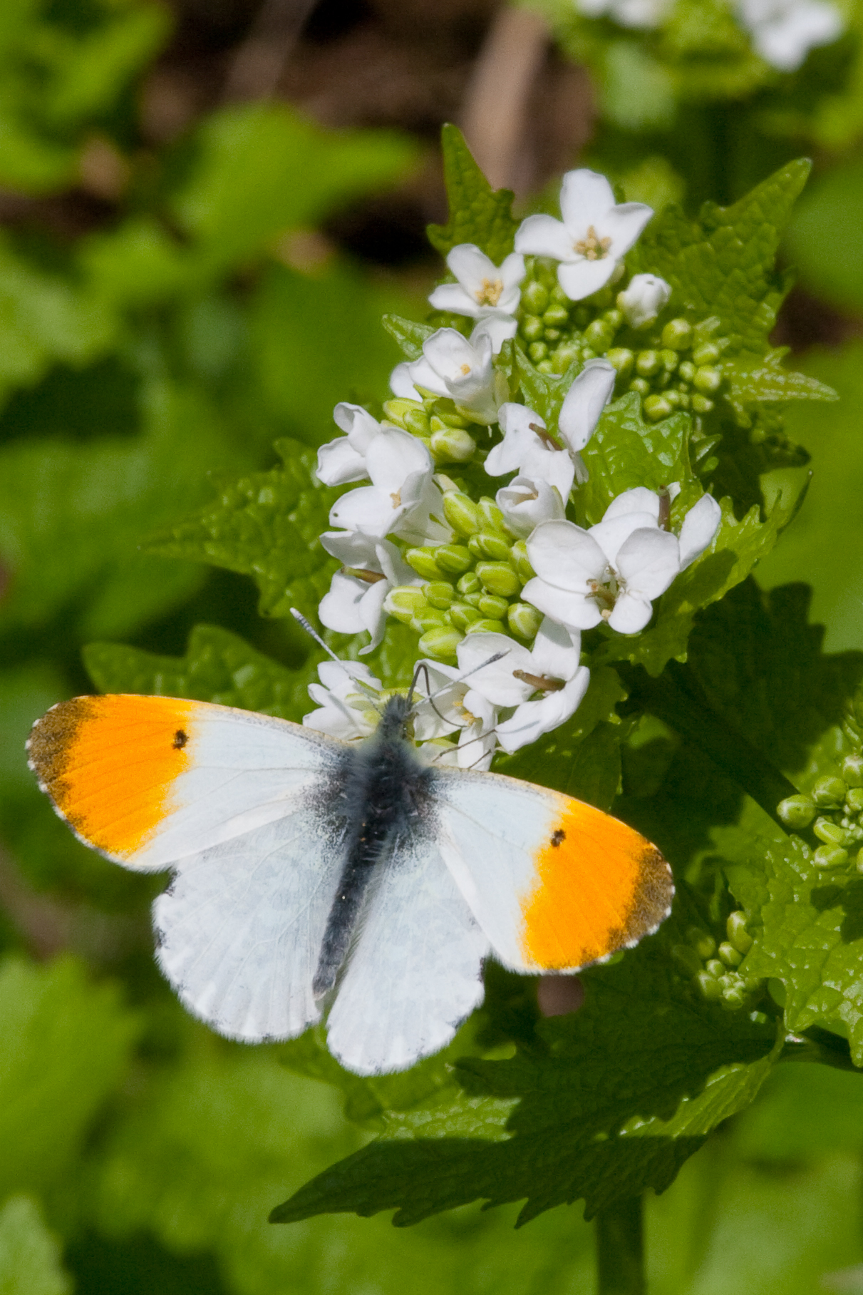 Image: The orange-tip butterfly occurs from the southern tip of England to northern parts of Scotland, and is often seen in gardens. This species expanded its distribution in response to climate warming from the 1970s to the 1990s, however in recent years it has suffered from negative abundance trends and has failed to expand its distribution. Credit: Peter Eeles/Butterfly Conservation